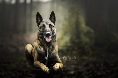 Anjing, Belgian Malinois, Dog, Pet, Wallpaper HD HD wallpaper