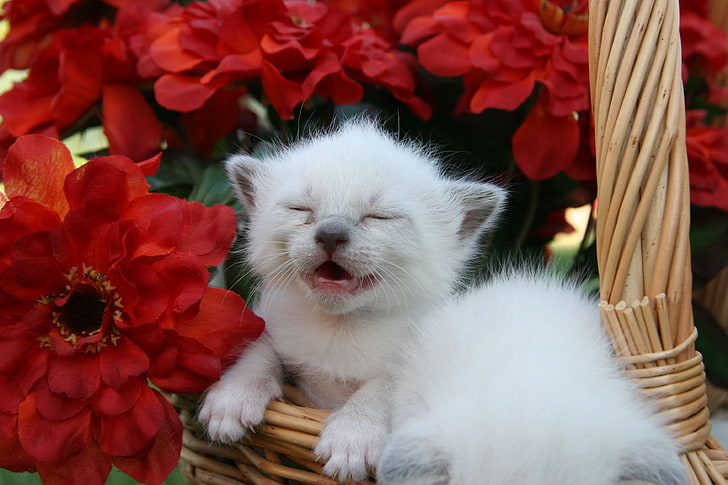 two white kittens, kitten, baby, cry, flower, HD wallpaper