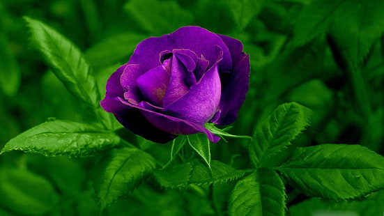 flower, garden, plant, rose, purple rose, leaf, flora, rosa centifolia, close up, garden roses, petal, garden rose, HD wallpaper HD wallpaper