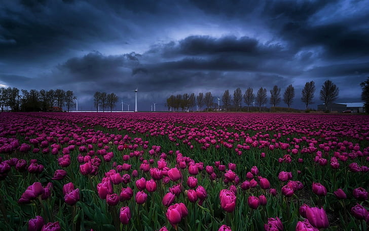 tulipani, fiori, nuvole, natura, Sfondo HD