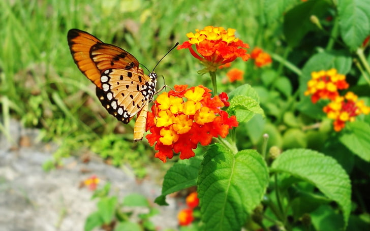orange and black butterfly, flowers, butterfly, fly, bright, leaves, HD wallpaper