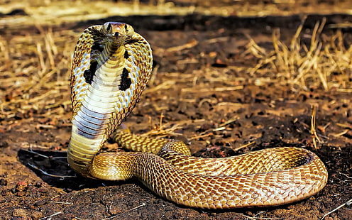 животные, змея, рептилии, кобра, HD обои HD wallpaper