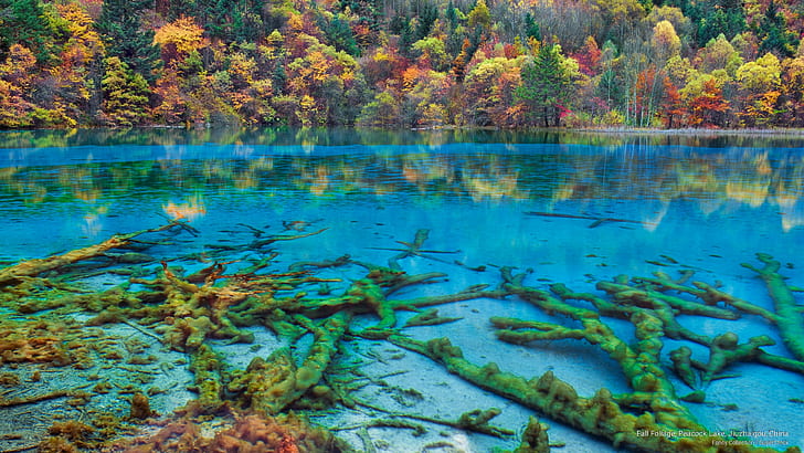 가을 단풍, 공작 호수, 구채구, 중국, 아시아, HD 배경 화면