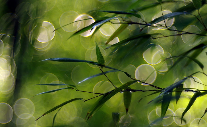 얇은 녹색 잎, bokeh 빛과 녹색 잎, 항공기, Bokeh, 녹색, 잎, 얇은, HD 배경 화면