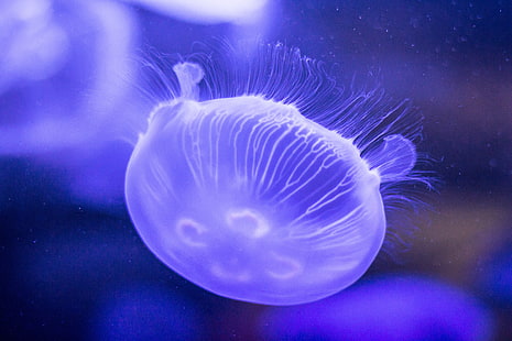 медузи, медузи, подводен свят, пипала, люляк, HD тапет HD wallpaper
