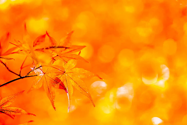 カエデの葉、永遠、秋、カエデの葉、タムロン、90mm、F2.8、マクロ、葉、公園、葉、日本のカエデ、ILCE-7M2、オレンジ、もみじ、東京、日本、葉、自然、黄色、オレンジ色、季節、ゴールド色、木、背景、森林、屋外、植物、鮮やかな色、デフォーカス、 HDデスクトップの壁紙