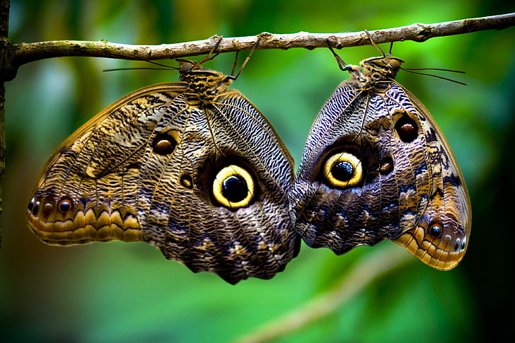 two brown-and-black butterflies, two brown-and-beige butterflies with eye prints on twig, nature, depth of field, macro, closeup, butterfly, Costa Rica, branch, wings, insect, upside down, HD wallpaper