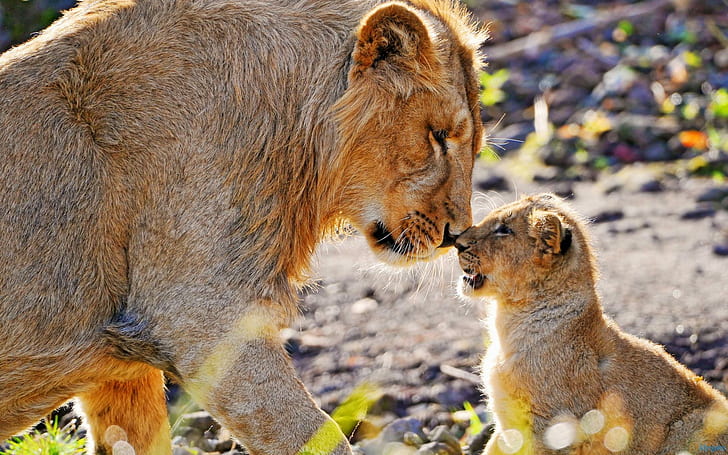 Lion Cub потирая носы, детенышей, больших кошек, животных, львов, семью, HD обои