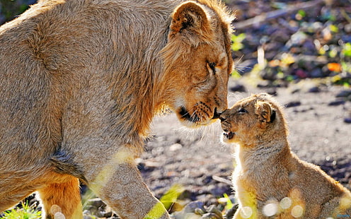 Filhote de leão esfregando o nariz, filhotes, grandes felinos, animais, leões, família, HD papel de parede HD wallpaper