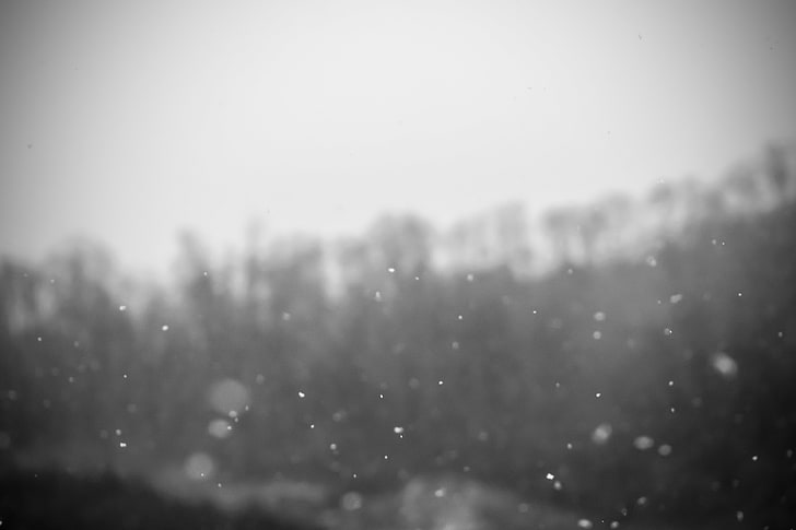 neve, snowdrops, monocromático, HD papel de parede