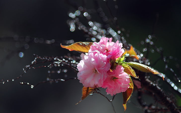 rosa pétalas flores, flor, umidade, planta, escuro, HD papel de parede