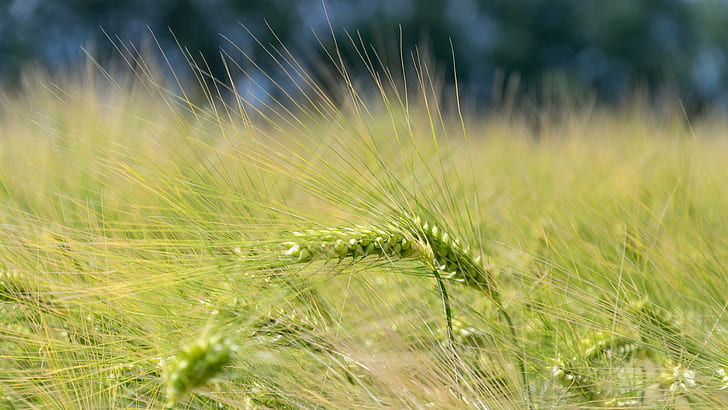 grönt gräs i närbildfoto under dagtid, korn, grönt gräs, närbild, foto, dagtid, feld, beskära, spannmål, majsfält, öra, ähre, natur, gräs, växt, sommar, bakgrunder, utomhus, säsong, tillväxt, HD tapet