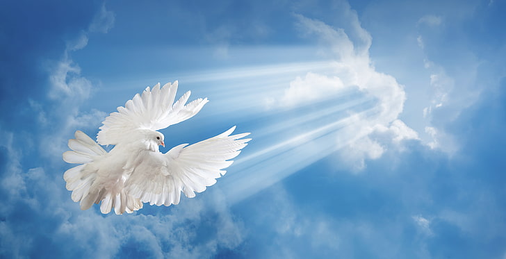 white pigeon, the sky, rays, bird, dove, HD wallpaper