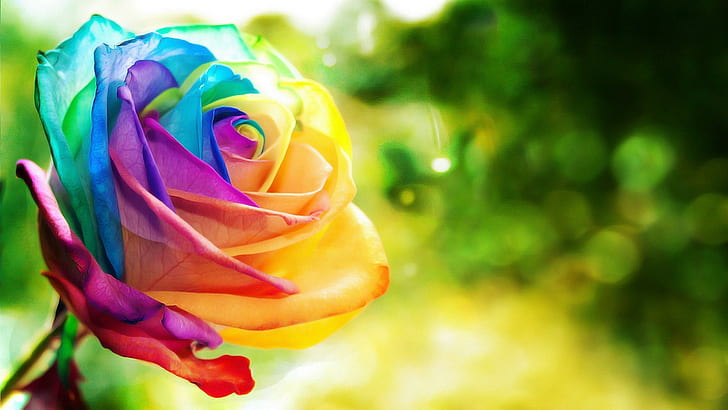 mawar, bunga, warna-warni, alam, Wallpaper HD