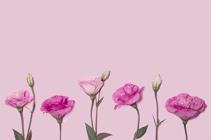 flowers, pink, pink background, eustoma, HD wallpaper