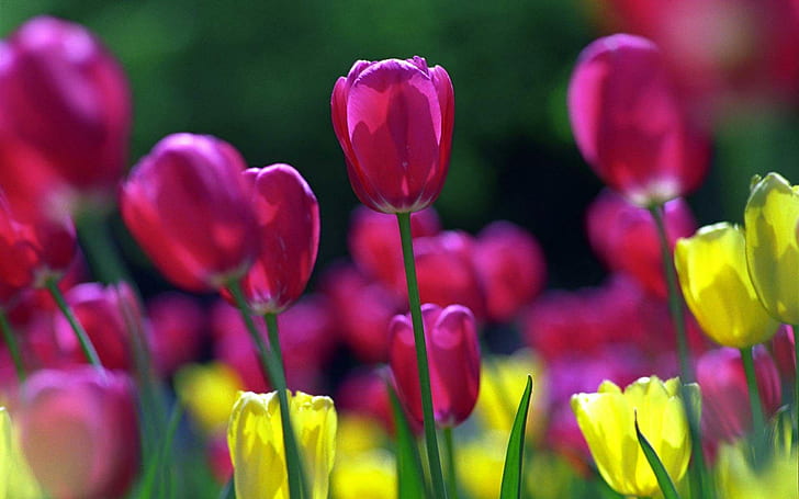Tulipanes de primavera, tulipanes, primavera, flores, Fondo de pantalla HD
