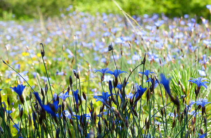 Sfocatura campo di fiori, campo, fiori, blu, sfocatura, Sfondo HD