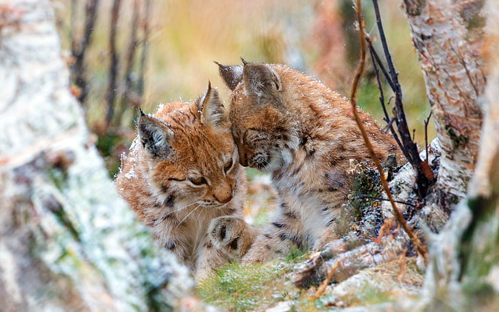 autumn, forest, trees, cats, branches, nature, two, weasel, lynx, a couple, wild, the lynx, HD wallpaper