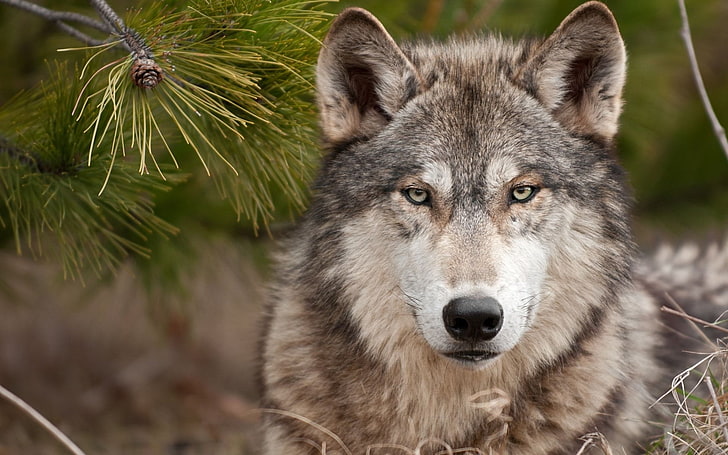 brown and gray wolf, Animal, Wolf, HD wallpaper