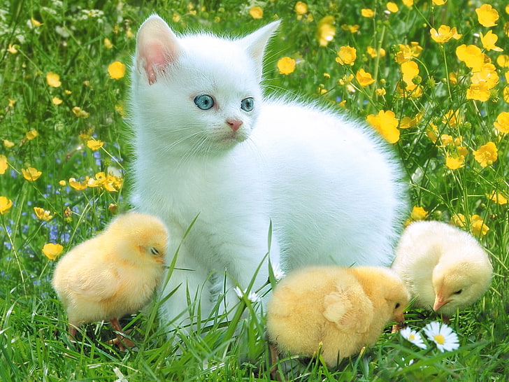 long-fur white kitten and three yellow chicks, kitten, herbs, chickens, playful, HD wallpaper