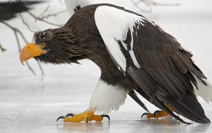 white and black eagle, griffin, bird, predator, ice, HD wallpaper