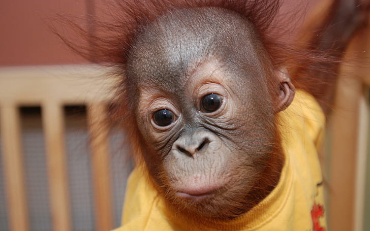 Orangutan baby 1, other animals, orangutan, baby, cute, HD wallpaper