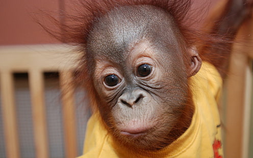 Orangutan baby 1, other animals, orangutan, baby, cute, HD wallpaper HD wallpaper