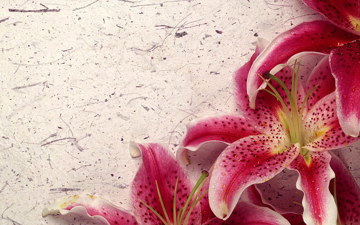 Decor Lily HD, pink flowers, flowers, lily, decor, HD wallpaper