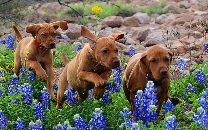 Hungarian Vizsla Puppies-Windows 10 HD Wallpaper, three adult short-coated brown dogs, HD wallpaper
