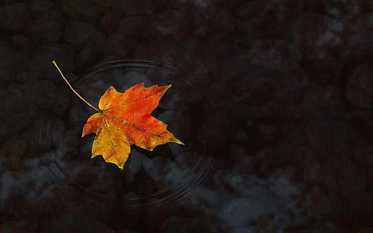 Leaf in the water, maple leaf, photography, 1920x1200, water, leaf, HD wallpaper