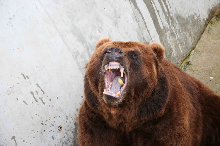 brown grizzly bear, bear, aggression, teeth, anger, HD wallpaper