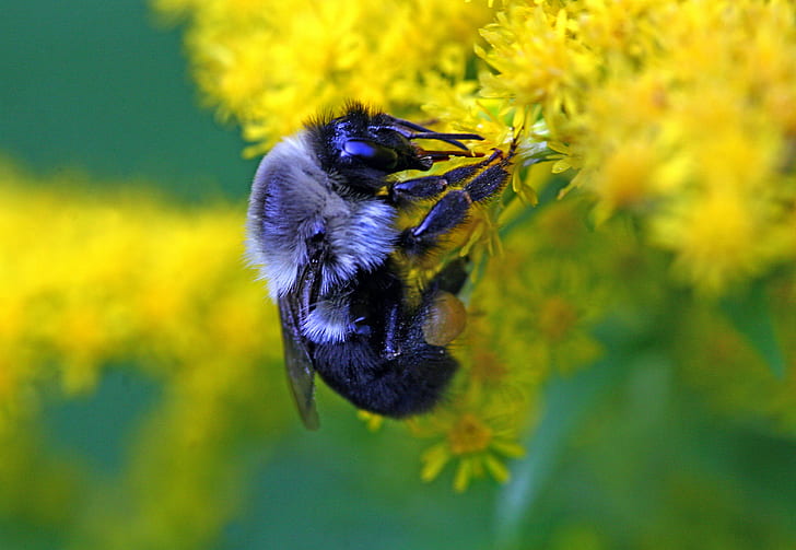 Carpenter Bee siedzący na żółtym kwiatku, Carpenter Bee, żółty, kwiat, natura, pyłek pszczeli, pszczoła, owad, zapylanie, makro, zbliżenie, pyłek, zwierzę, trzmiel, wiosna, skrzydło zwierzęcia, lato, Tapety HD