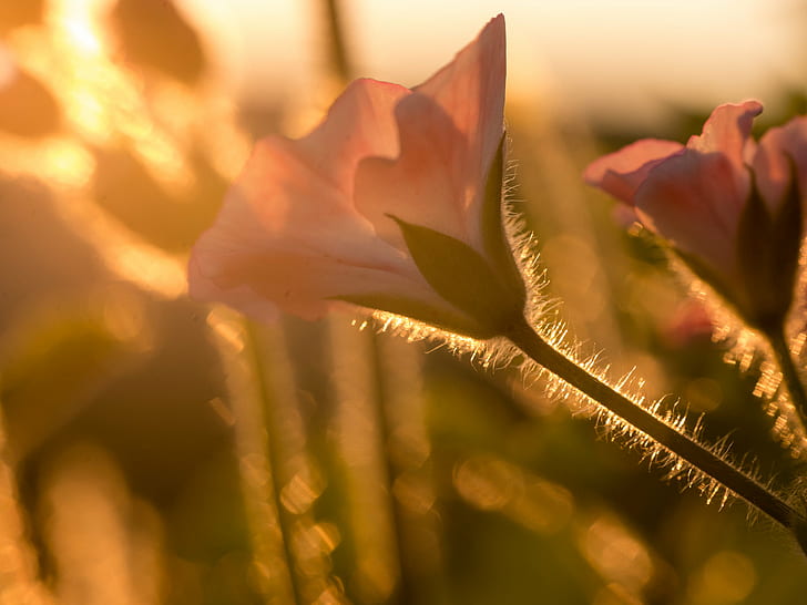 foto close up bunga petaled, Musim panas, cahaya, close up, foto, Blume, Sommer, bunga, Panasonic Lumix G5, Sigma, 60mm, F2.8, DN, alam, tanaman, musim semi, close-up, keindahan Di Alam,di luar ruangan, makro, Wallpaper HD