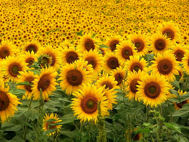 Sunflowers, sunflower field, sunflowers, HD wallpaper