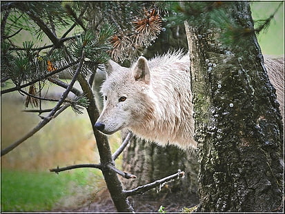 Kunstwald ARTIC WOLF Tiere Hunde HD Art, Wald, Wolf, Artic, HD-Hintergrundbild HD wallpaper