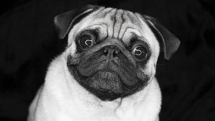 犬 パグ 黒 黒と白 鼻 モノクロ写真 目 モノクロ Hdデスクトップの壁紙 Wallpaperbetter