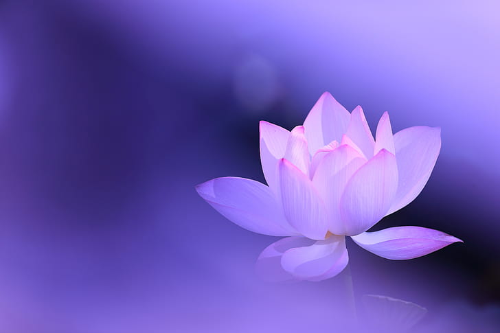 blume, hintergrund, lila, rosarot, lotus, HD-Hintergrundbild