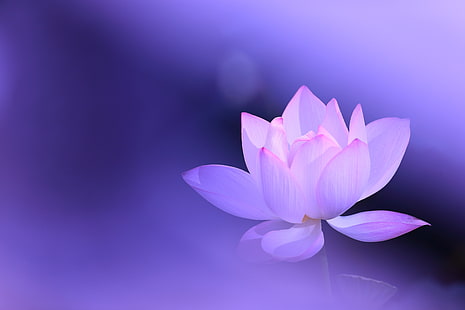  flower, background, lilac, pink, Lotus, HD wallpaper HD wallpaper