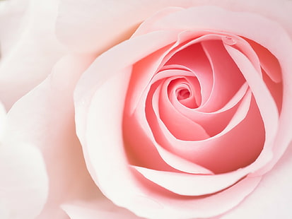 fotografi close up mawar merah muda, fotografi close up, mawar merah muda, Blume, bunga, Panasonic Lumix G5, Sigma, 60mm, F2.8, DN, mawar - Bunga, alam, daun bunga, close-up, tanaman, makro, warna pink, kesegaran, Bunga tunggal, Kepala bunga, latar belakang, romansa, Wallpaper HD HD wallpaper