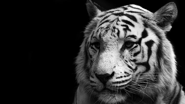 tigre blanc visage image hd nature, Fond d'écran HD
