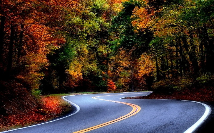 black asphalt road, landscape, nature, road, asphalt, forest, fall, leaves, colorful, shrubs, trees, HD wallpaper