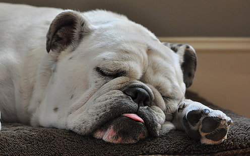 الكلب تزلف البالغ ، الكلب ، البلدغ ، النوم ، اللسان ، سميك، خلفية HD HD wallpaper