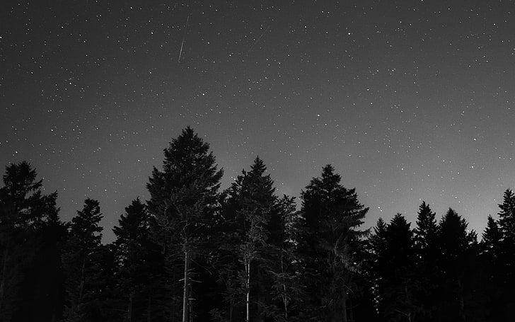 черные деревья, звездное небо, ночь, чб, HD обои
