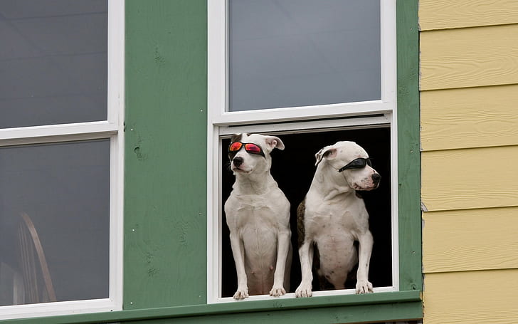 Cão, janela, óculos de sol, casal, sentando, esperando, segurança, HD papel de parede