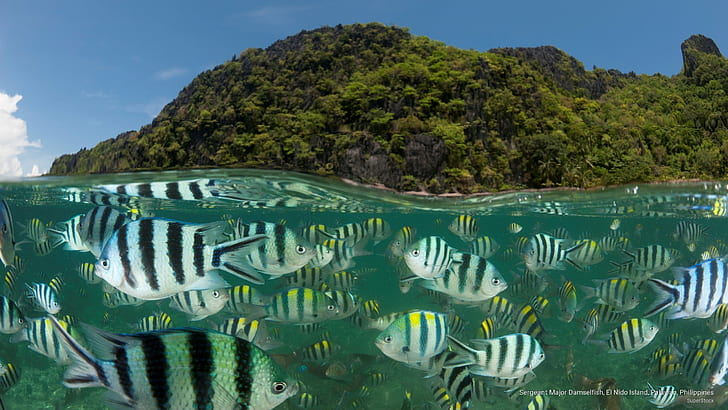 จ่าสิบเอก Damselfish, El Nido Island, Palawan, Philippines, Ocean Life, วอลล์เปเปอร์ HD