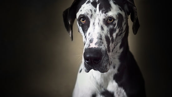Dogs, Great Dane, Dog, Muzzle, HD wallpaper HD wallpaper