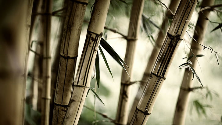 bambù, sfocato, profondità di campo, marrone, fotografia, piante, alberi, Sfondo HD
