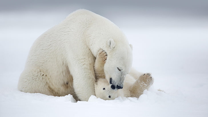 белый медведь, медведь, семья, млекопитающее, арктика, детёныш, медвежонок, HD обои