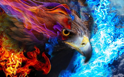 aigle, feu, ciel, Fond d'écran HD HD wallpaper