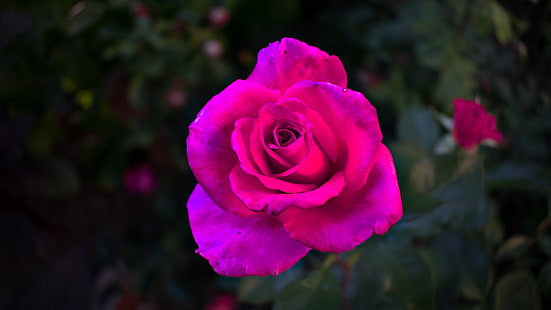 Rose, rosa Rosen, rosa Blumen, Blumen, Pflanzen, Nahaufnahme, Garten, HD-Hintergrundbild HD wallpaper